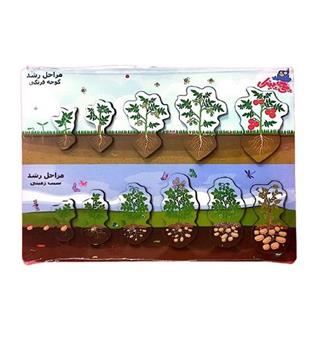 پازل چوبی مراحل رشد گیاه چی چینک